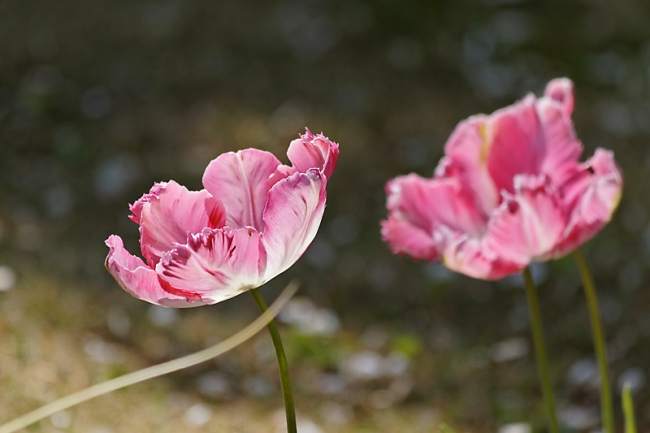 Jardin des Impressionnistes-066